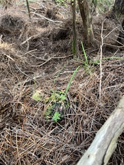 Kunzea robusta