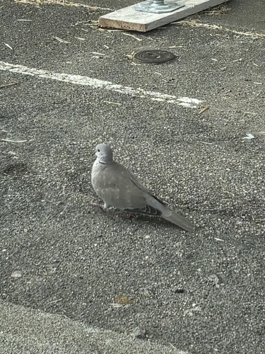 Eurasian Collared-Dove