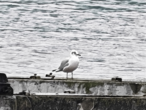 Black-headed Gull