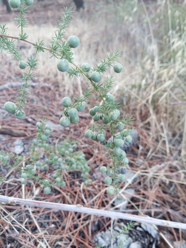 Spiny Asparagus