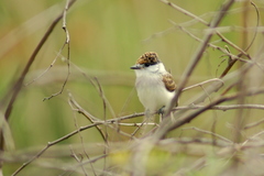 Xenopsaris albinucha