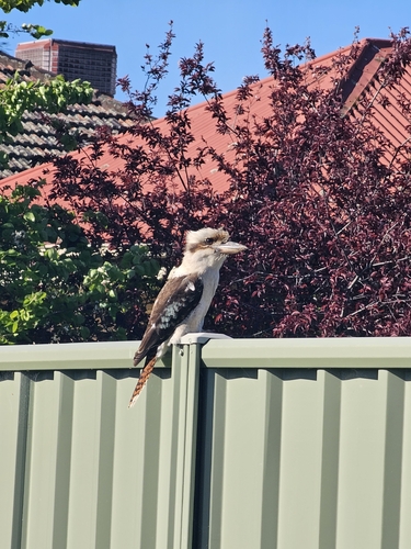 Laughing Kookaburra
