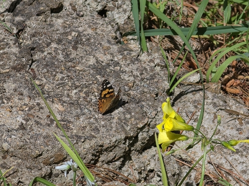 Australian Painted Lady