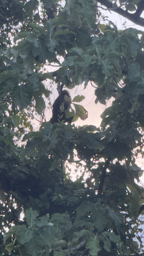 Nilgiri Langur