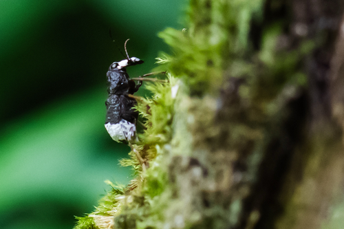 Eurymycter lacteocaudatus