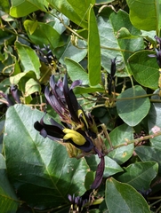 Kennedia nigricans