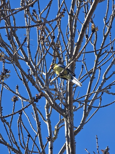 Yellow Rosella