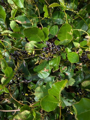 Kennedia nigricans, photograph 2
