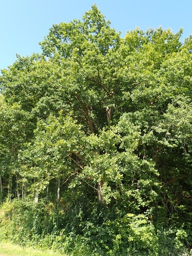 English oak
