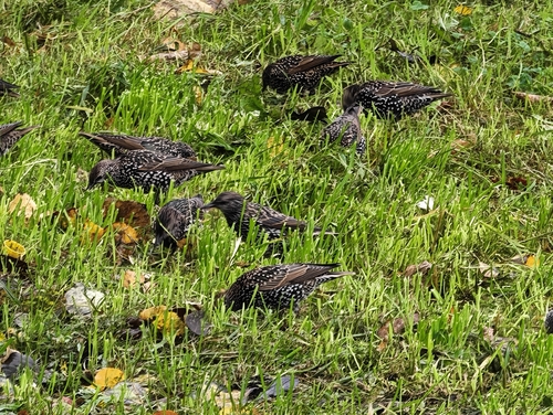 European Starling