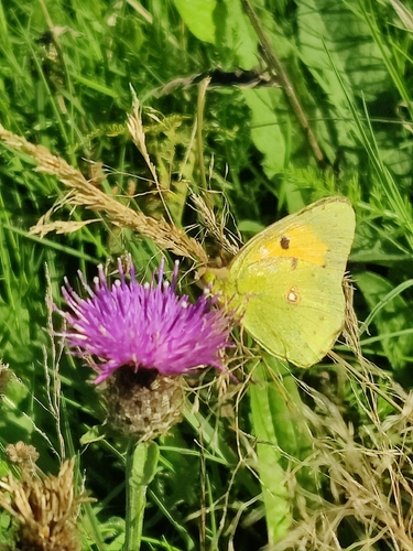 Clouded Yellow