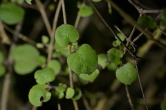 Coprosma rotundifolia