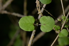 (c) Christopher Stephens, some rights reserved (CC BY-SA) Coprosma rotundifolia, photograph (c) Christopher Stephens, some rights reserved (CC BY-SA)