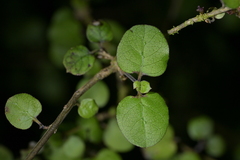 (c) Christopher Stephens, some rights reserved (CC BY-SA) Coprosma rotundifolia, photograph (c) Christopher Stephens, some rights reserved (CC BY-SA)
