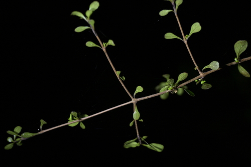 Coprosma rigida