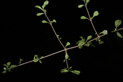 Coprosma rigida
