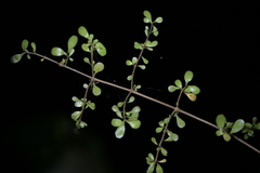 (c) Christopher Stephens, some rights reserved (CC BY-SA) Coprosma rigida, photograph (c) Christopher Stephens, some rights reserved (CC BY-SA)