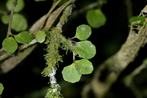 Melicytus micranthus, photograph 2