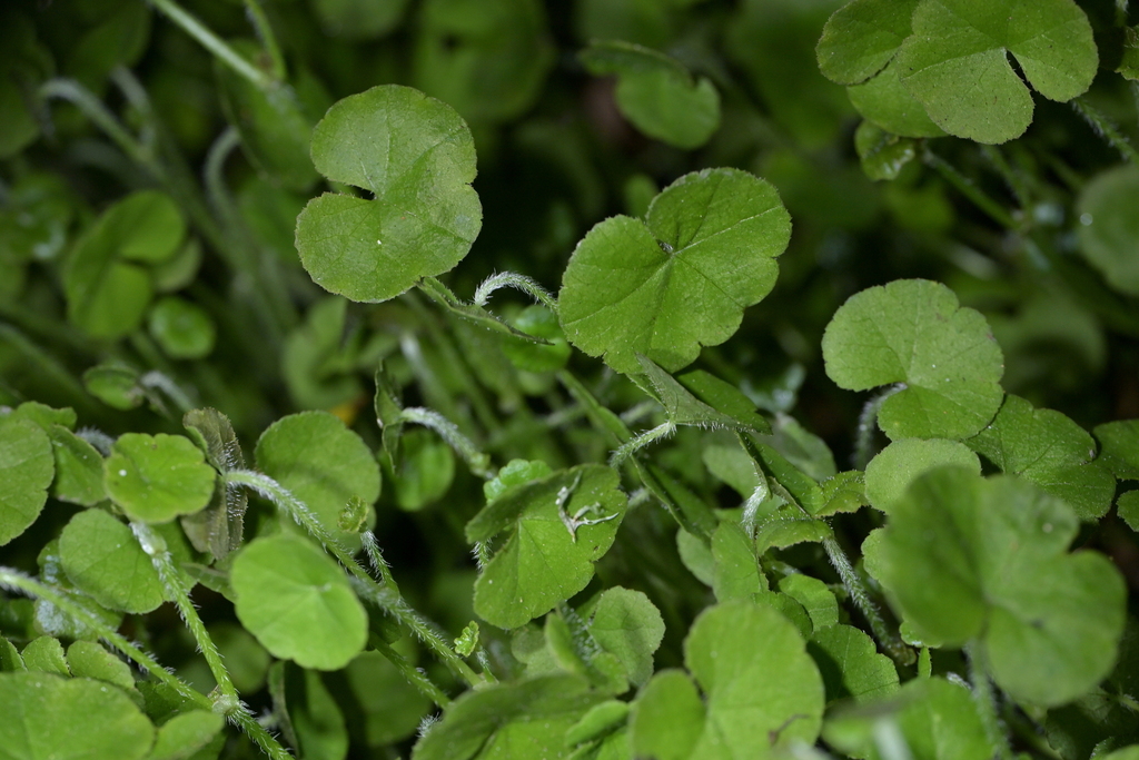 Hydrocotyle novae-zeelandiae; photograph (c) Christopher Stephens, some rights reserved (CC BY-SA)