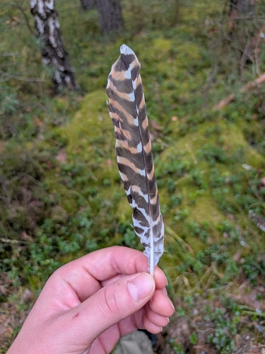 Common Cuckoo