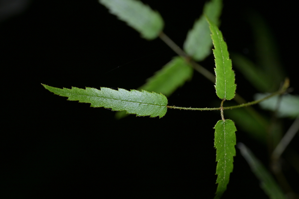 Rubus schmidelioides; photograph (c) Christopher Stephens, some rights reserved (CC BY-SA)
