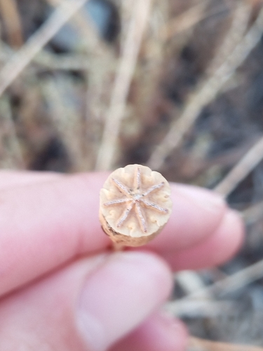 Long-headed poppy