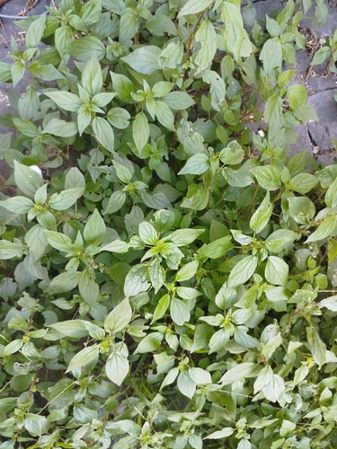 pellitory-of-the-wall