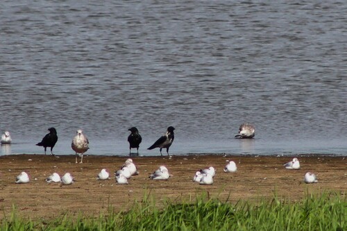 Hooded Crow