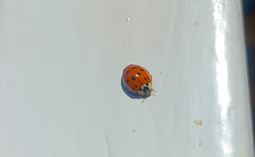 Asian Lady Beetle