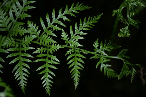 Pteris tremula, photograph 6
