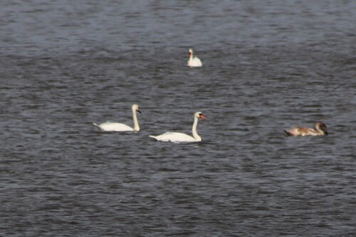 Mute Swan