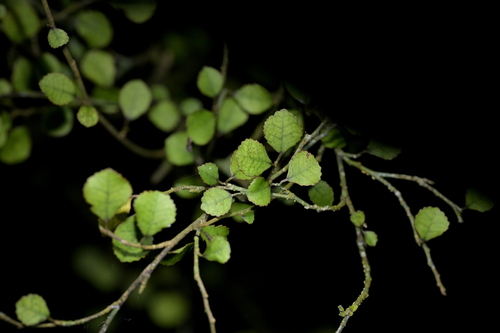 Paratrophis microphylla