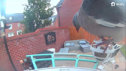 Common Wood-Pigeon