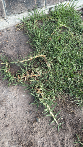 Kikuyu Grass