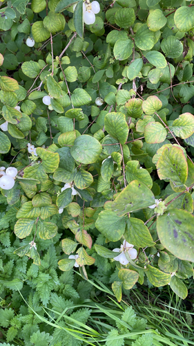 Common Snowberry