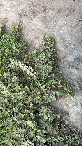 Capeweed