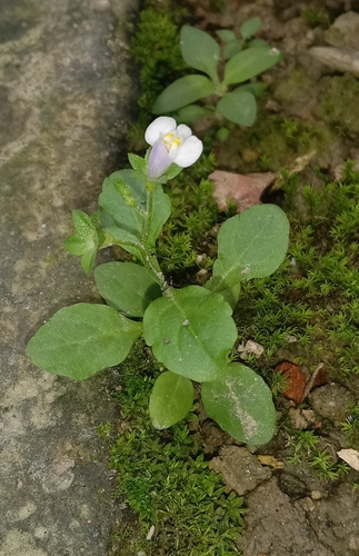Asian mazus