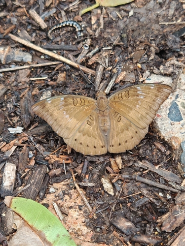 Common Baron