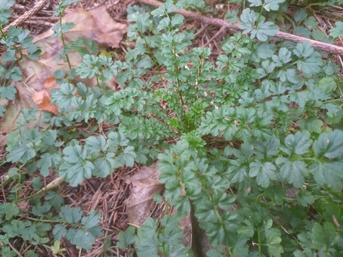narrow-leaved bittercress