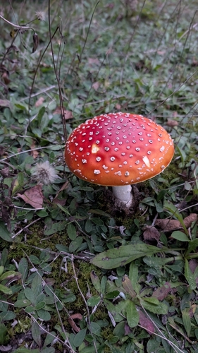 Fly Agaric