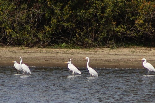 Great Egret
