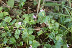 Claytonia sibirica, photograph (c) ikelman, some rights reserved (CC BY)