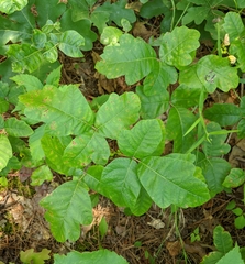 Toxicodendron pubescens