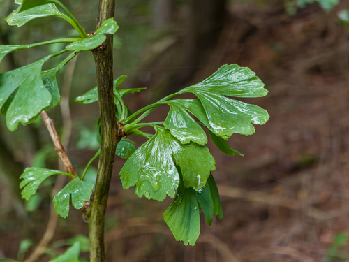 ginkgo