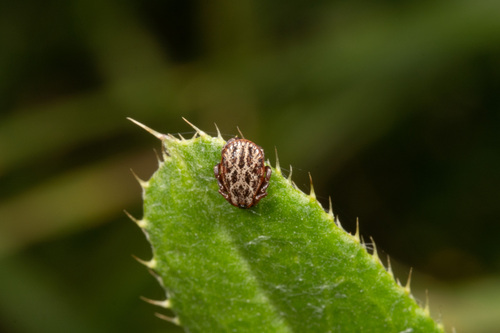 Ornate Cow Tick