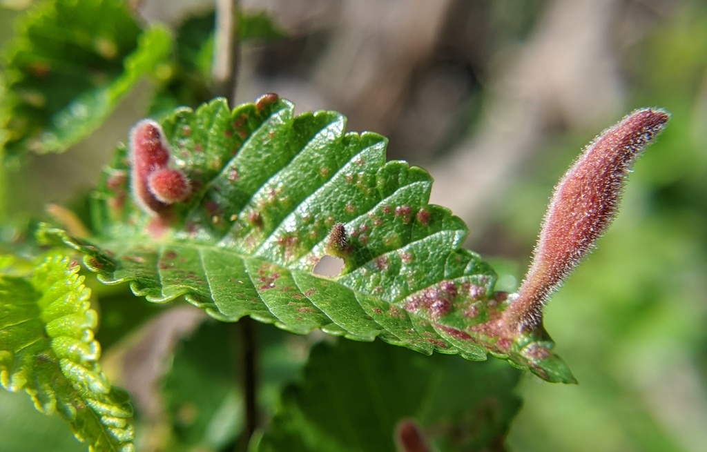 Oriental Grass Root Aphid