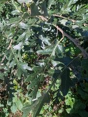 Quercus cerris, photograph (c) Owen and Carol Fawcett., some rights reserved (CC BY)