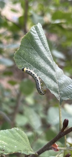 Hazel Sawfly
