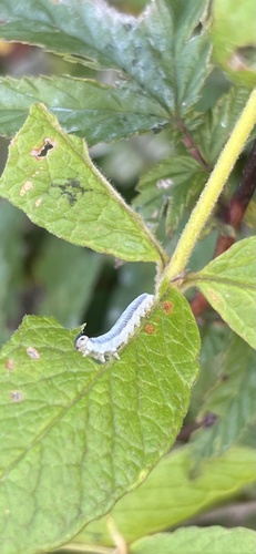 Loosestrife Sawfly