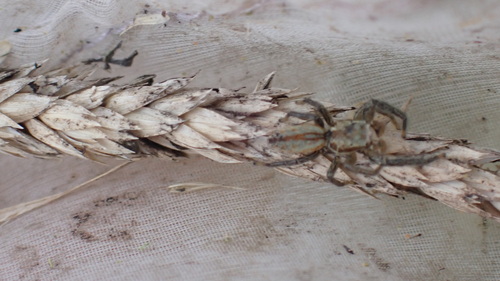 Marpissa radiata